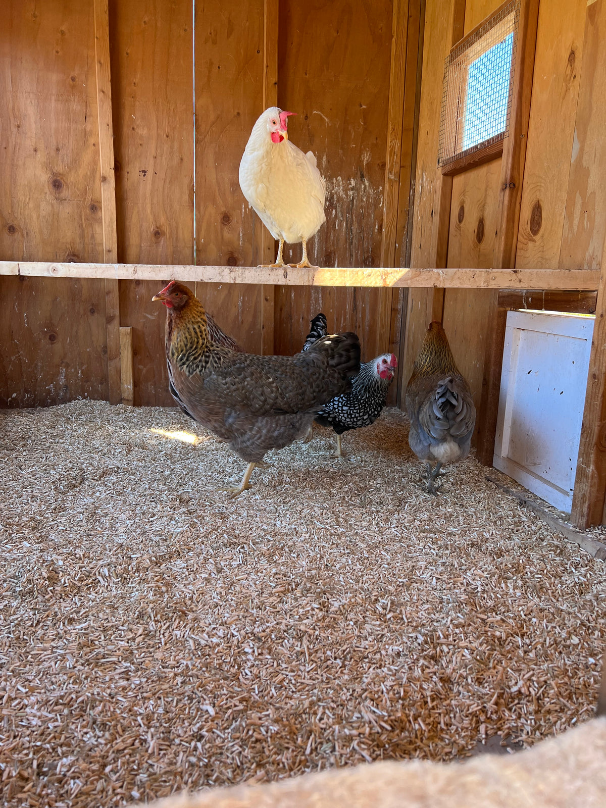 Premium Hemp Bedding for Chickens (20 lb Bag)